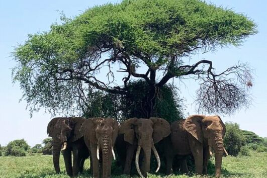 4 Days Amboseli - Tsavo West national Park