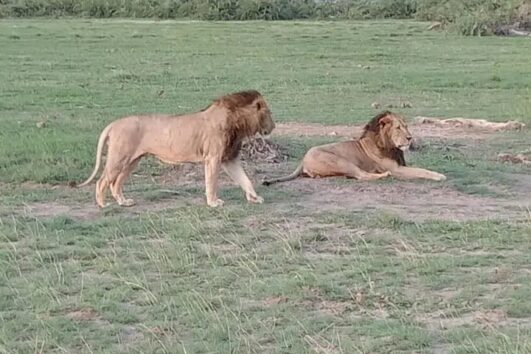 15 Days Mara - Lake Nakuru - Samburu - Mt Kenya - Amboseli - Tsavo West - Tsavo East
