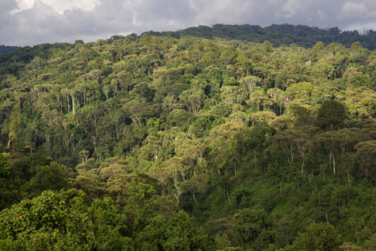 1 Day Eburu Forest