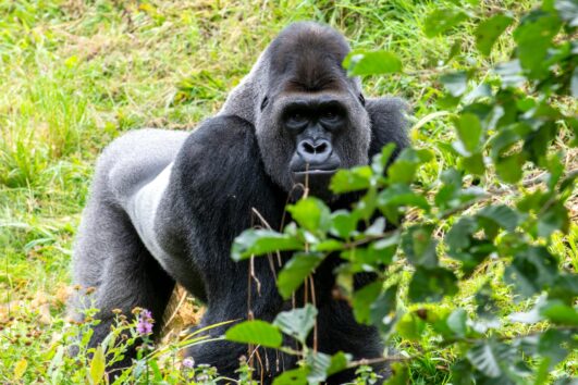 6 Days Primate Safari