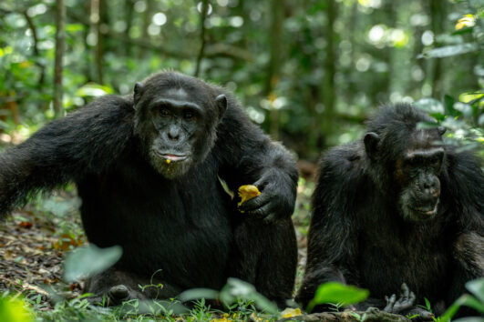 5 Days Queen Elizabeth Wildlife & Kibale Chimps