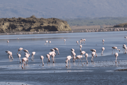 Lake Natron & Lengai Hike