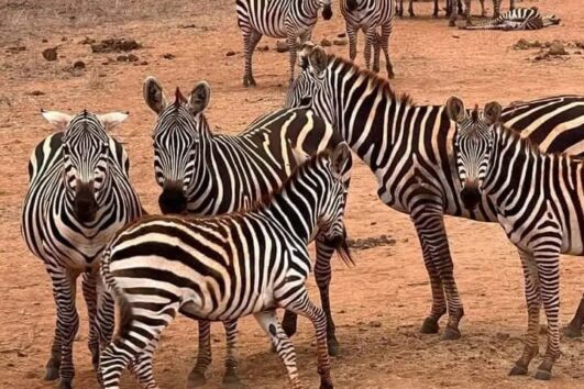 3 Days Meru National Park