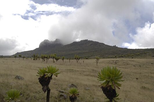 4 days Mt. Elgon Trekking adventure