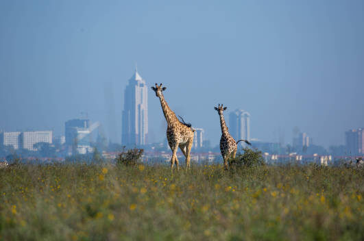 Nairobi Urban Safari