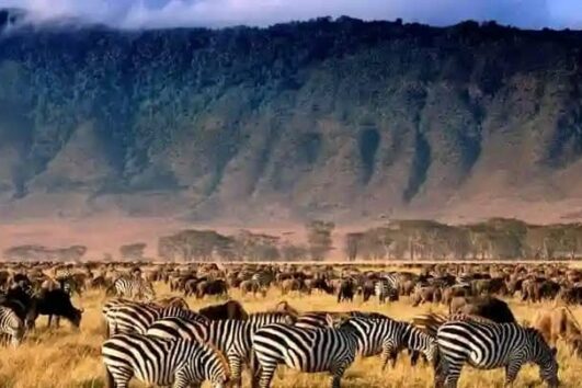 6 days Tarangire/ Manyara / Serengeti / Ngorongoro