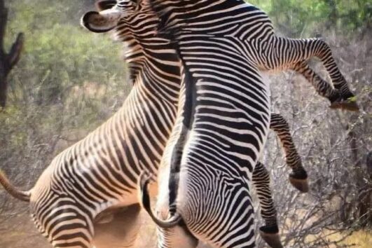 3 Days Samburu Game Reserve