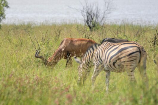 Serengeti Wildlife Safari