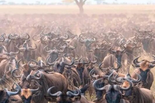 4 days Tanzania Adventure Safari
