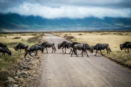 3 Days - Serengeti (2 nights) and Ngorongoro Crater