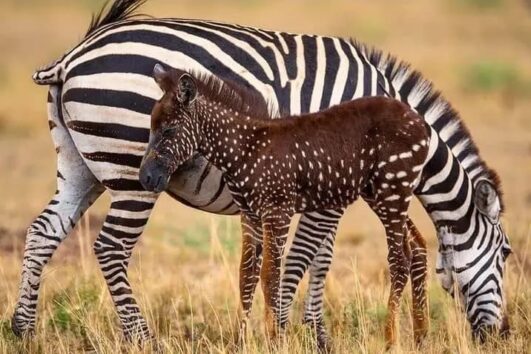 4 Days Masai Mara + Hot Air Balloon