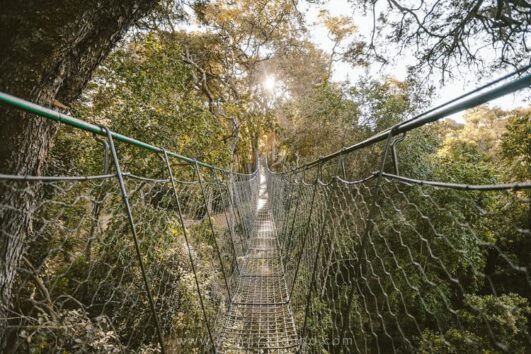 Ngare Ndare Forest, Waterfalls and Canopy walk